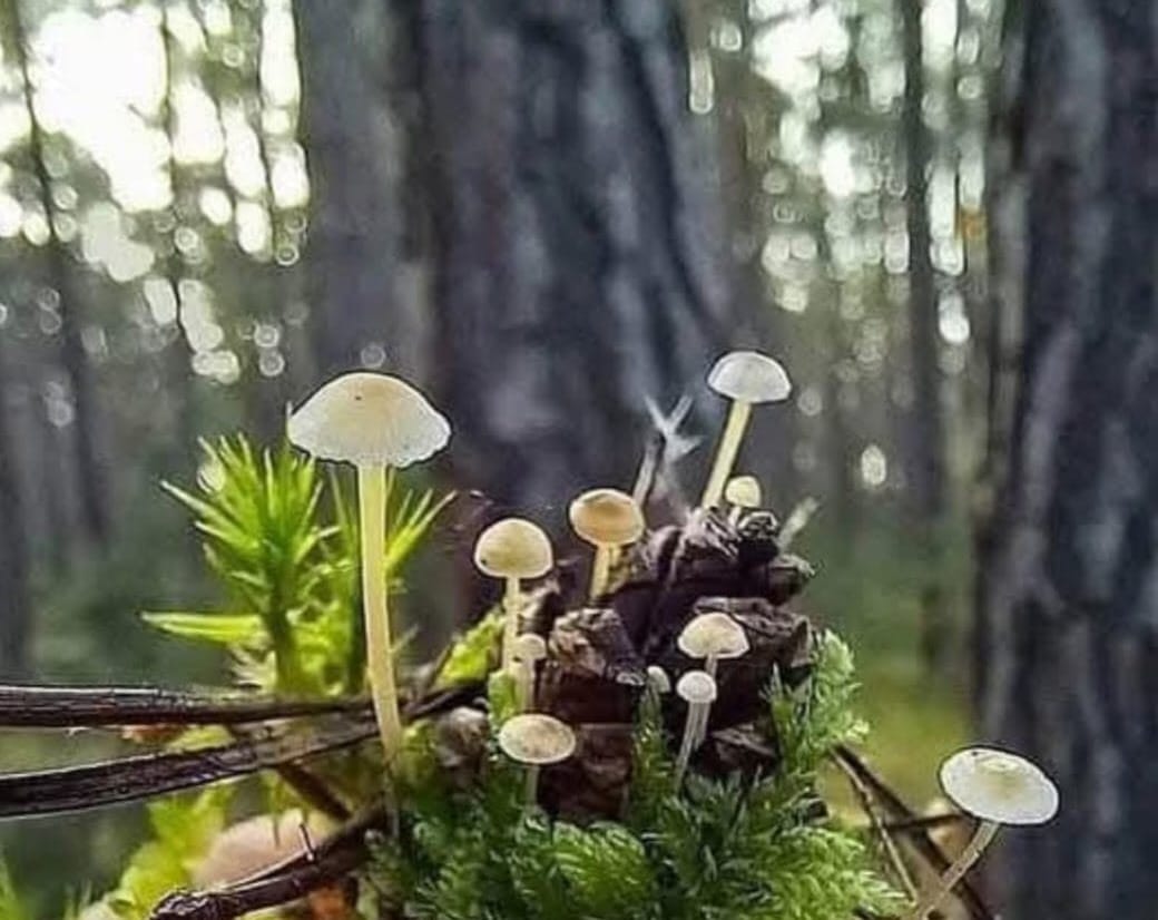 Women's Wellness Circle June 25, 2025: Female Physicians