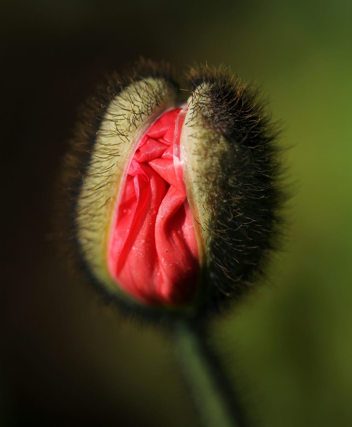 Wellness Circle January 28th, 2026: The Politics Of PCOS